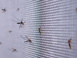 Chuvas intensas e calor acendem alerta para o combate ao mosquito da dengue no DF