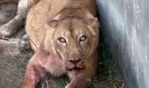 Homem morre após invadir jaula de leoa em zoológico; polícia investiga