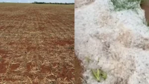 Granizo causa perdas em plantações e ameaça produção agrícola em Goiás