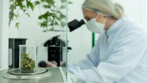 Embrapa Recebe Sinal Verde da Anvisa para Pesquisa com Cannabis