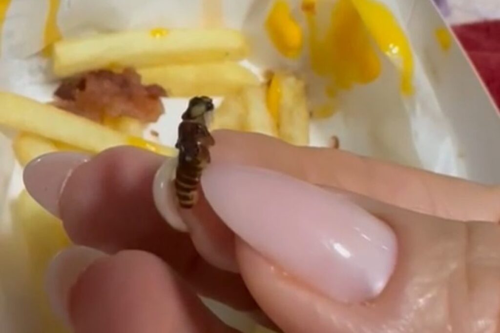 Cliente encontra insetos em lanche do McDonald’s e denuncia