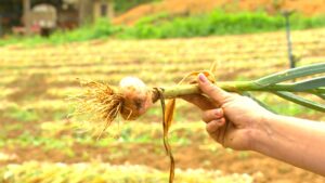 Home 29 nova tecnlogia alho jc 14 10 25.mov snapshot 01.48.161