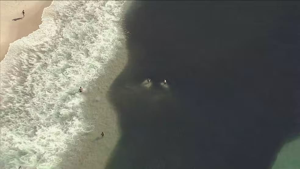Banhistas nadam em meio a cardumes em praias do Rio de Janeiro