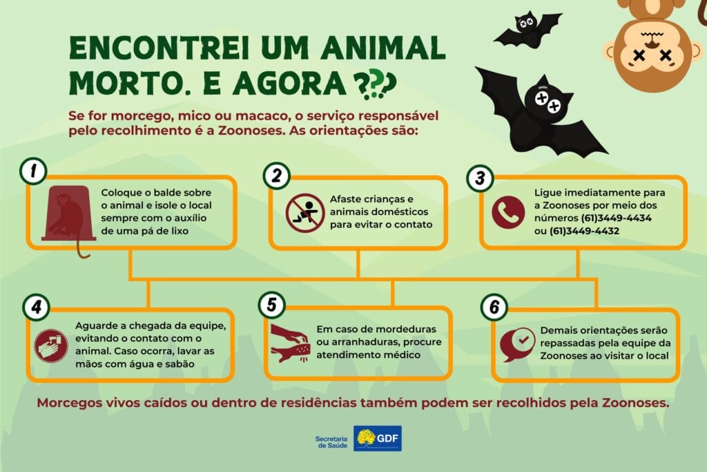 Zoonoses recolhe quase mil corpos de animais em 2025
