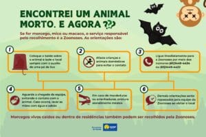 Zoonoses recolhe quase mil corpos de animais em 2025