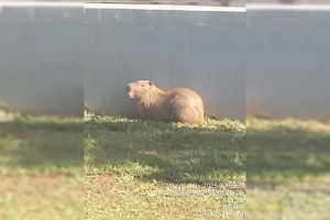 Assustada e “perdida”, capivara é resgatada em região central do DF