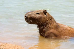 MP recomenda medidas para evitar acidentes com capivaras no DF