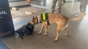Cães de policiamento em ação na Rodoviária do Plano Piloto