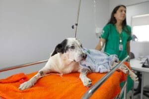 Secretaria apoia protetores de cães e gatos no DF