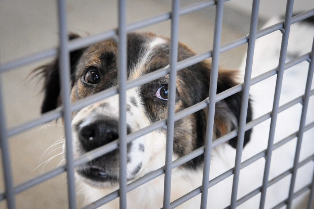 Lista de protetores aprovados para cartões Ração e Castração