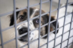 Lista de protetores aprovados para cartões Ração e Castração