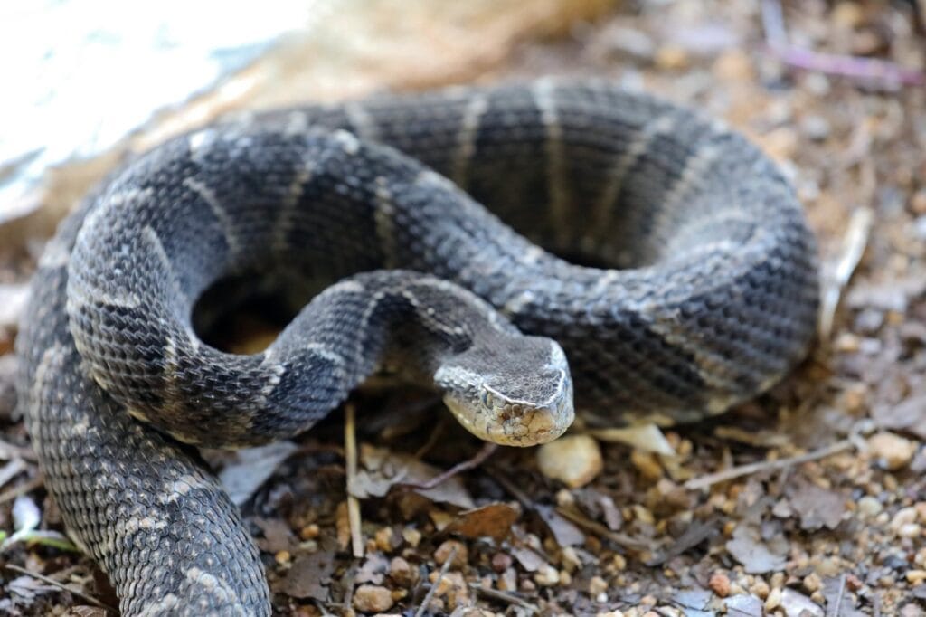 ‘Envenenada’ pelo tema, enfermeira investiga terapia com laser para tratar lesão pós-picada de serpente