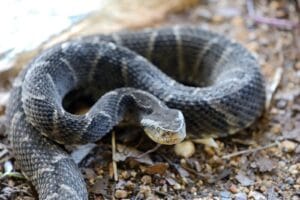 ‘Envenenada’ pelo tema, enfermeira investiga terapia com laser para tratar lesão pós-picada de serpente