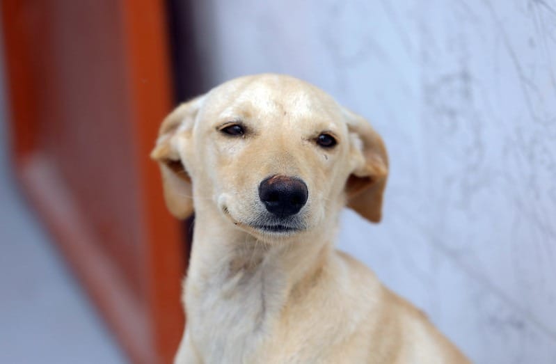 BRB inicia distribuição dos cartões Ração e Castração