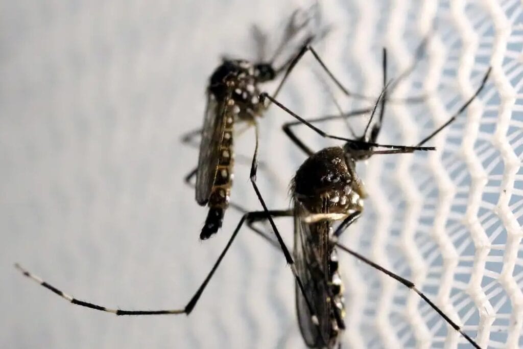 Dengue deve atingir 1,8 milhão de brasileiros em 2026 com metade das infecções em SP