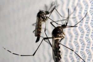 Dengue deve atingir 1,8 milhão de brasileiros em 2026 com metade das infecções em SP
