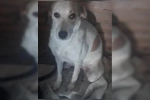Cachorra morre ao encostar em fio no DF: “Poderia ser qualquer um”