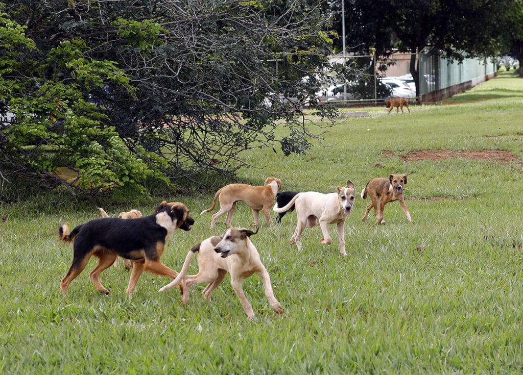 Brasil tem cerca de 30 milhões de animais domésticos abandonados