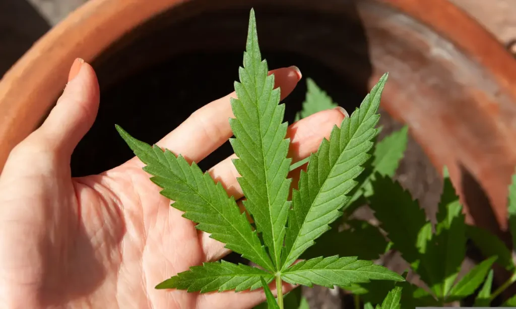 Consumo de Cannabis entre meninas triplica em 10 anos e chega a 7,9%, diz Unifesp