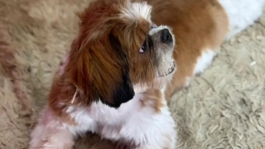 Cachorro desaparecido é encontrado em outra casa e disputa termina na delegacia em Rio Verde