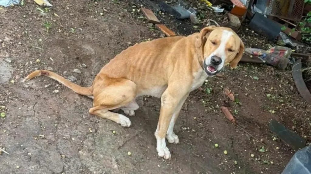 Homem é preso por maus-tratos a cães em Jataí