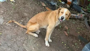 Homem é preso por maus-tratos a cães em Jataí