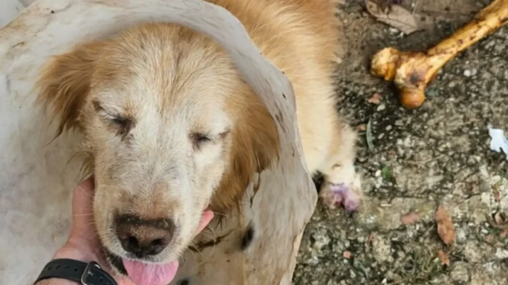 Mulher é presa por maus-tratos a animais em Goiânia