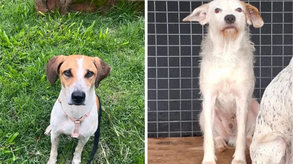 Cães adestrados pela PMGO são devolvidos após adoção