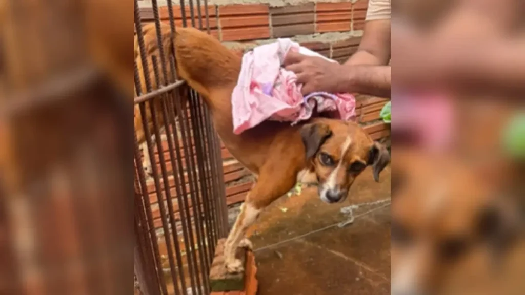 Bombeiros resgatam cachorro preso em Jataí