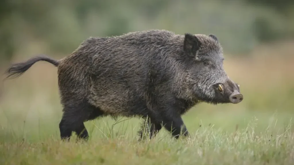 Ibama se preocupa com avanço de javalis na Chapada dos Veadeiros
