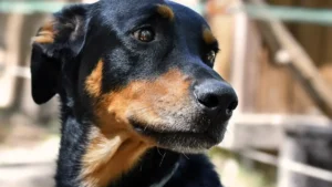 Veterinária dá dicas para proteger pets dos fogos no réveillon
