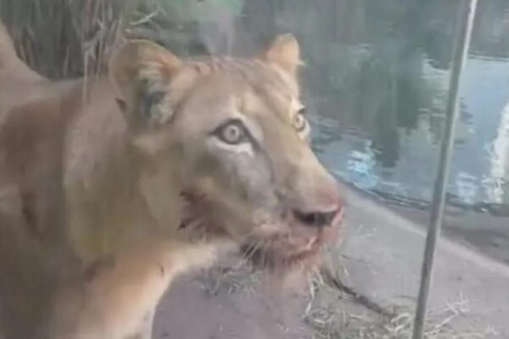 Leoa que matou jovem em zoológico não será sacrificada