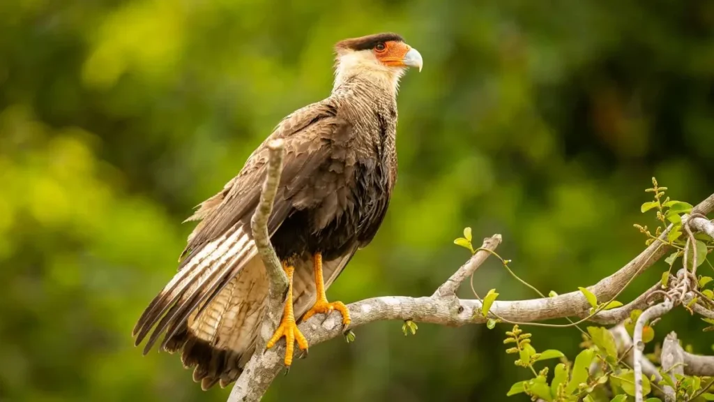Ave do Cerrado: Variações de cor revelam estado emocional