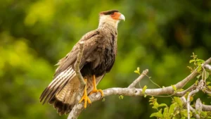 Ave do Cerrado: Variações de cor revelam estado emocional