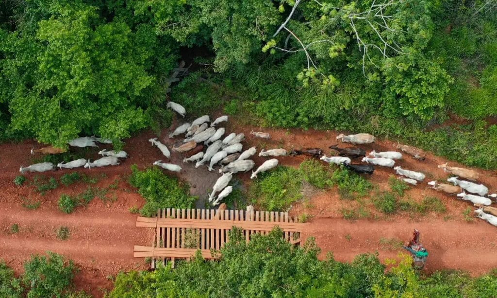 Funai pede apoio da PF após emboscada no Pará