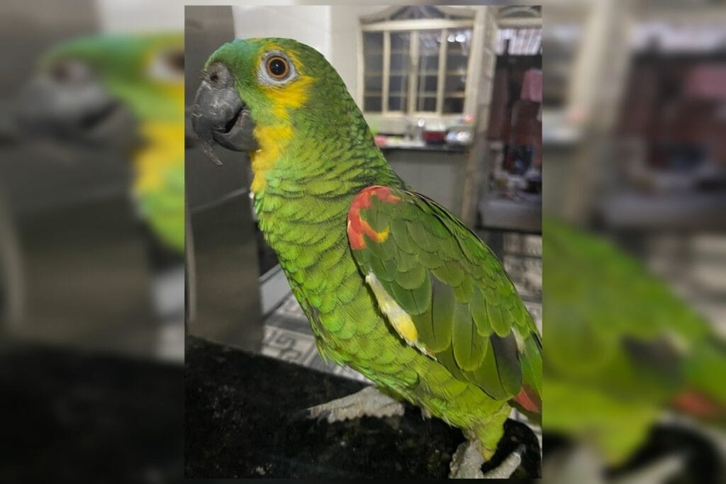 Tutora celebra decisão judicial com festa para papagaia