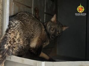 Animal silvestre ferido é resgatado em Brasília