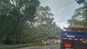Árvore cai sobre carro, mata um e fere outro na BR-040