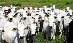 Japão fará auditoria sanitária para carne bovina brasileira em março de 2026