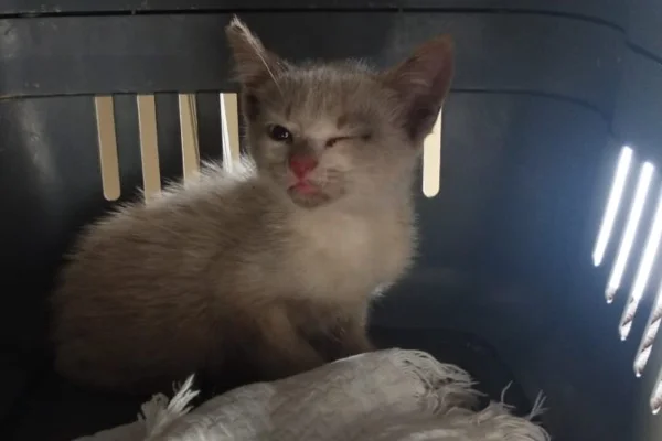 ONG de gatos do DF reabre loja virtual para arrecadar recursos