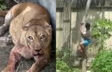 Zoológico onde jovem foi morto por leoa reabre hoje na Paraíba