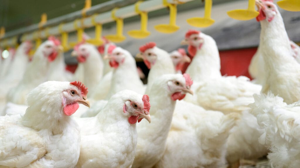 Canadá reabre mercado para frango do Brasil e restrições à carne do País chegam ao fim