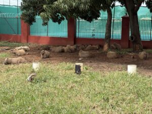 Estudo analisa capivaras do DF para prevenir transmissão de doenças