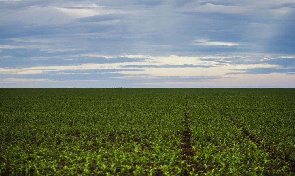 Brasil abre 525 novos mercados para o agronegócio com potencial de US$ 37,5 bilhões/ano
