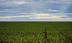 Brasil abre 525 novos mercados para o agronegócio com potencial de US$ 37,5 bilhões/ano