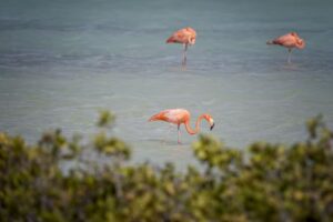 Justiça ordena que os Países Baixos protejam ilha de Bonaire contra mudanças climáticas