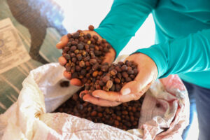 Exportações de café do Brasil caem em volume, mas receita bate recorde em 2025