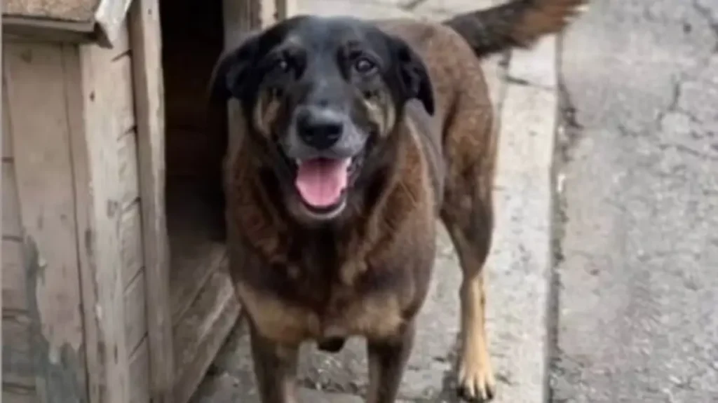Cão é morto a pauladas em praia de Florianópolis; adolescentes são alvos de mandados da polícia