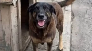 Cão é morto a pauladas em praia de Florianópolis; adolescentes são alvos de mandados da polícia