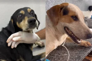 Cão comunitário morre baleado no PR; outro animal é atingido por disparo de policial no RS